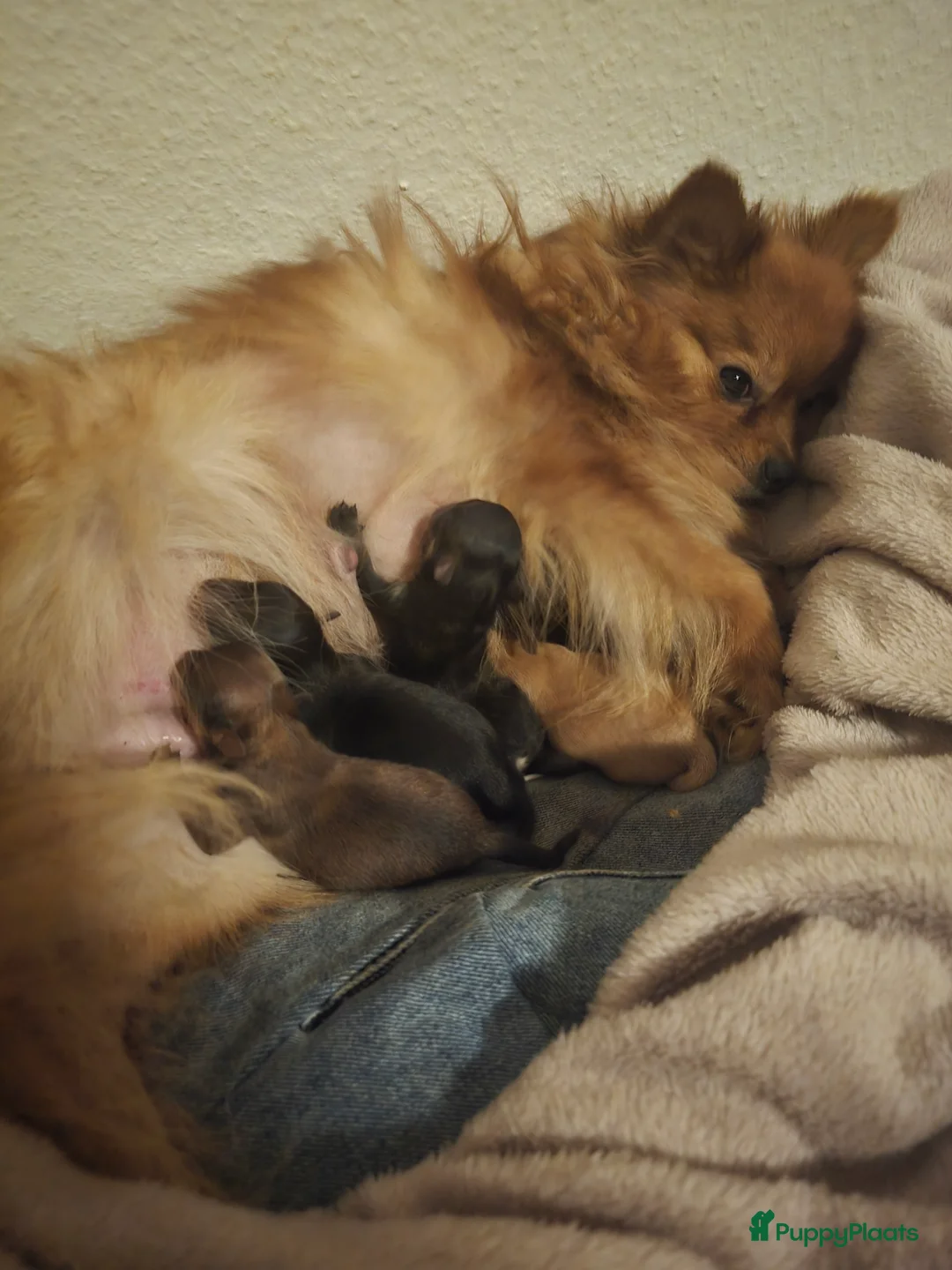 Pomchi honden te koop: Nog 3 lieve poms zoeken hun gouden mandje - Advertentie 1