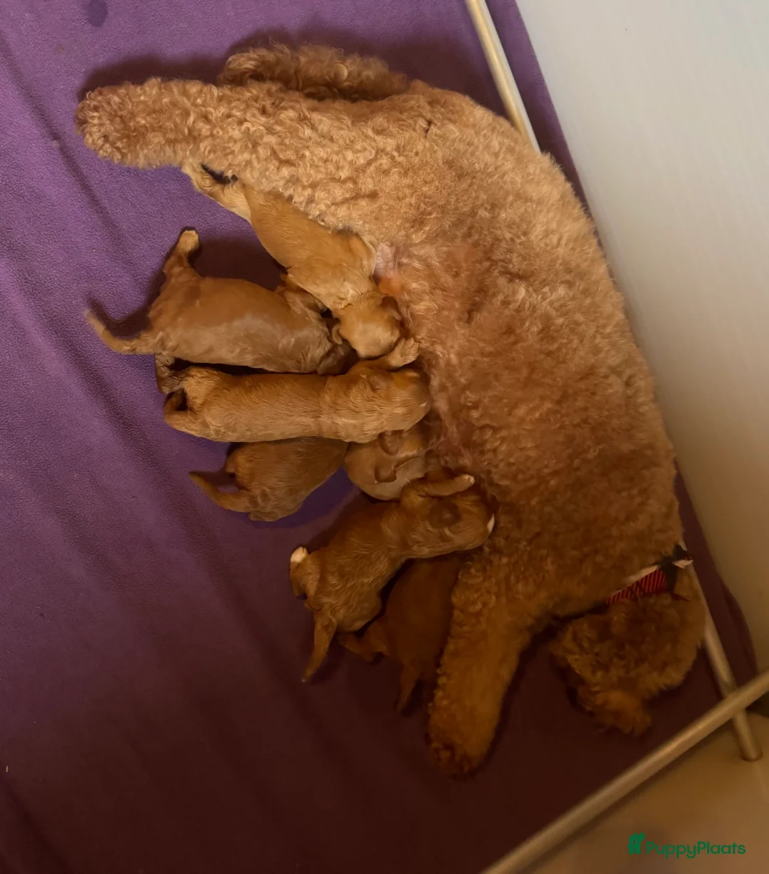 Australian Labradoodle honden te koop: Te koop mini Australian Labradoodles met stamboom - Advertentie 4