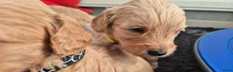 Cockapoo honden te koop: Kleine maat cockapoo pups - Advertentie 8