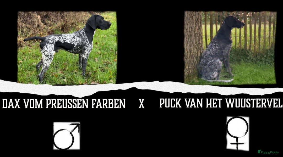 Duitse Staande Hond Korthaar honden te koop: Zindelijke DSK pups met stamboom  in Gelselaar - Afbeelding 8