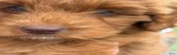 Labradoodle honden te koop: Kleine medium exclusieve blue eyes (F4 teefjes) - Advertentie 6