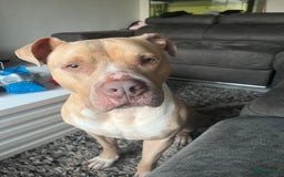 Pitbull Terriër honden ter dekking: Ajax/Jaxie ( DEKREU ) - Advertentie 4