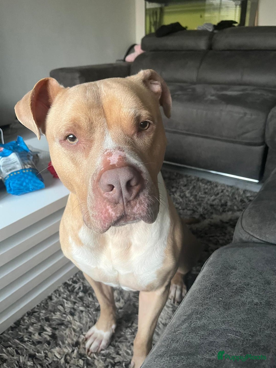 Pitbull Terriër honden ter dekking: Ajax/Jaxie ( DEKREU ) - Advertentie 4