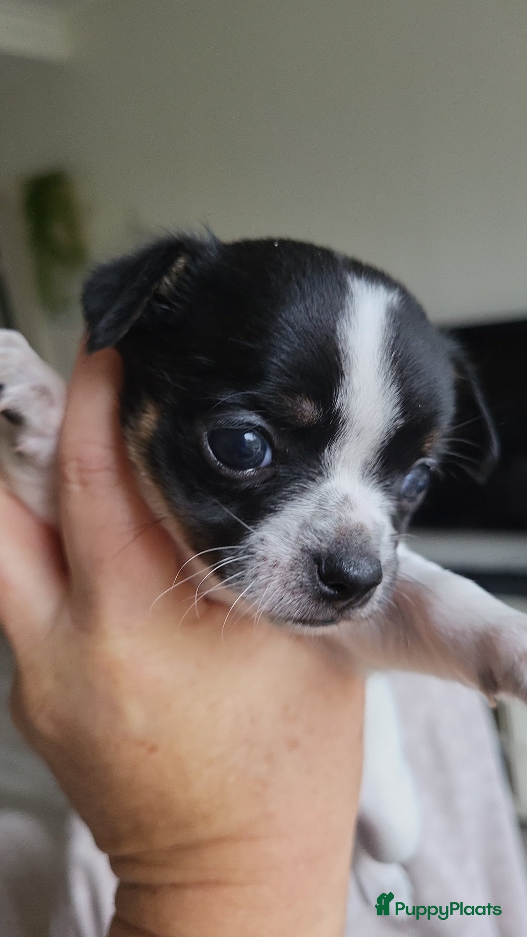 Chihuahua honden ter dekking: Dekreu, niet te koop. Blauw wit met crème  - Advertentie 6