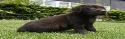 Labrador Retriever honden te koop: Chocolade bruine labrador pups met stamboom ! - Advertentie 23