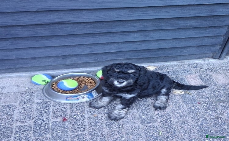 Kruising honden - Advertentie 4