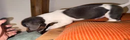 Kruising honden te koop: Lieve mannelijke Jack Russel/teckel pup  - Advertentie 11