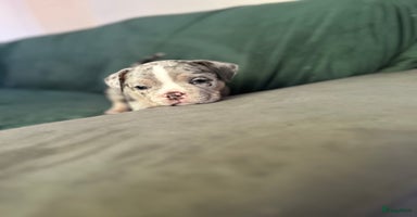 Amerikaanse Bully honden - Advertentie 1