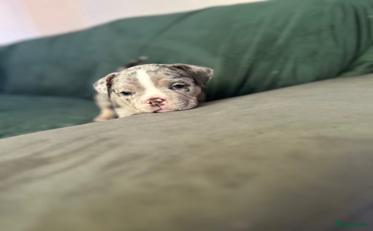 Amerikaanse Bully honden - Advertentie 12