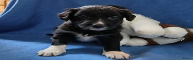 Kruising Puppy 6