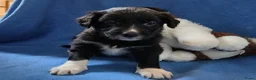 Kruising honden te koop: Prachtige puppy's Border-Collie/Golden Retriever - Advertentie 7