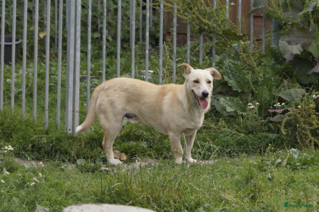 Kruising honden ter adoptie: super duo in Ridderkerk - Advertentie 15