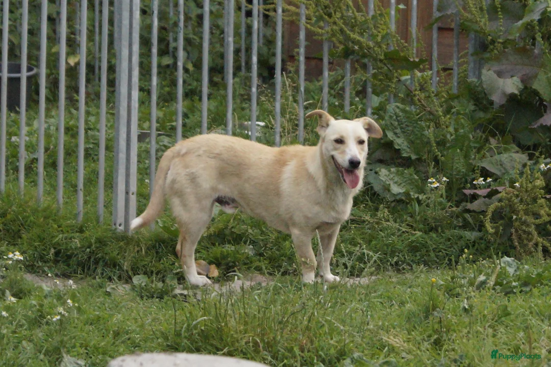 Kruising honden ter adoptie: super duo in Ridderkerk - Advertentie 15