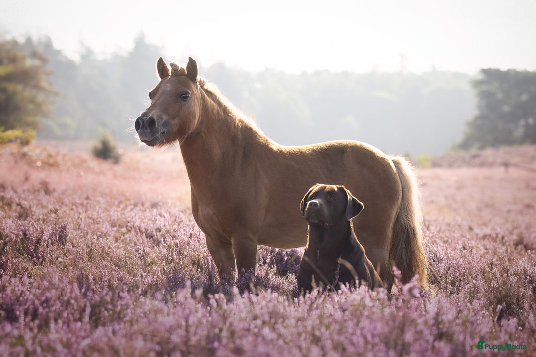 Galerij afbeelding {{count}}