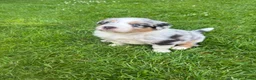 Australian Shepherd honden te koop: Blue Merle rue  - Advertentie 8