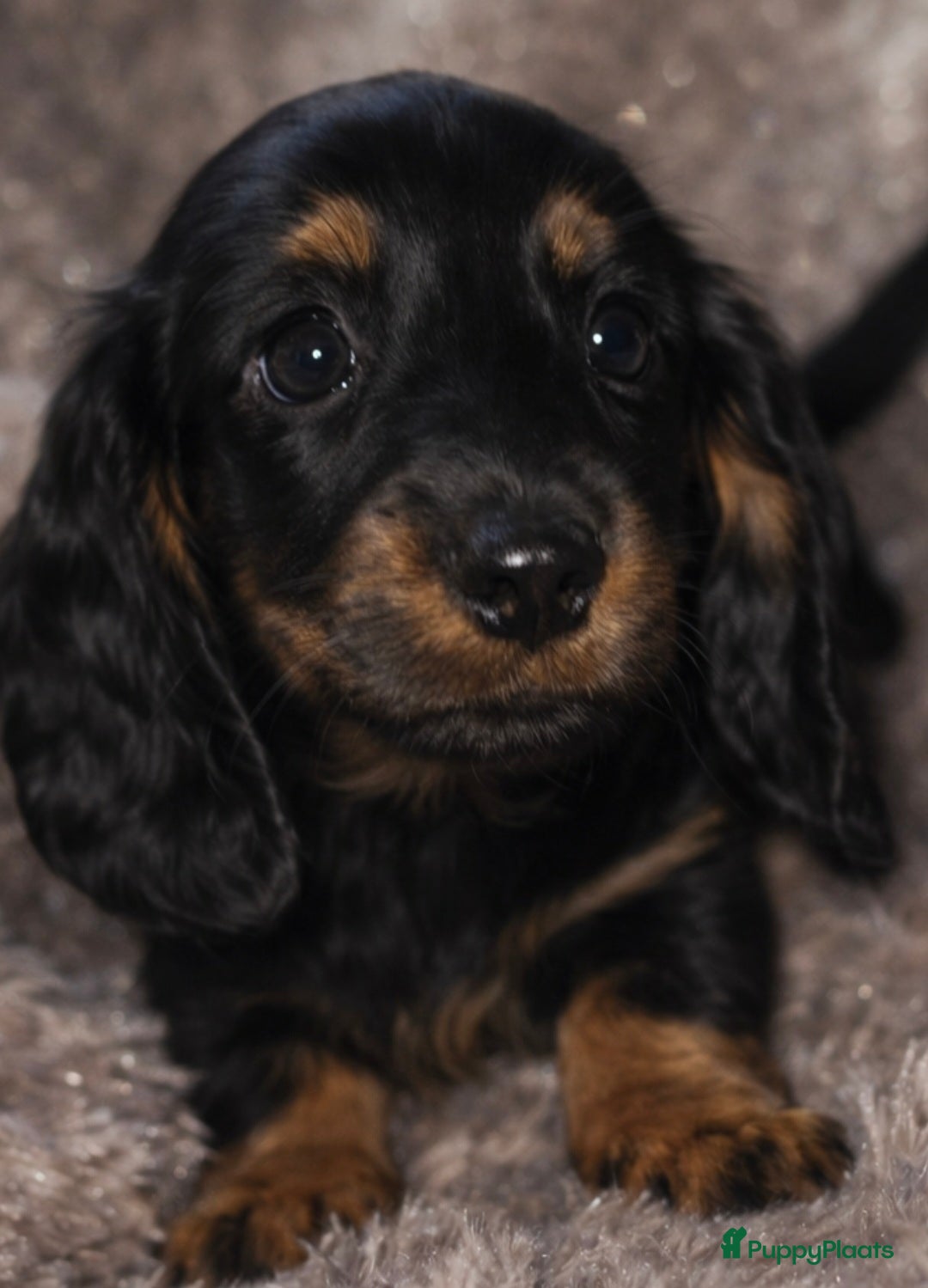 Teckel (langhaar) honden Schitterende Dwergteckels langhaar - Advertentie 2