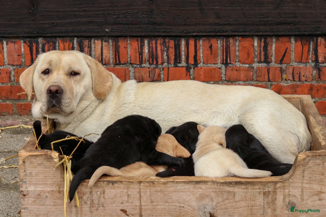 Labrador Retriever honden te koop: Prachtige labrador pups geboren op de boerderij  - Advertentie 6