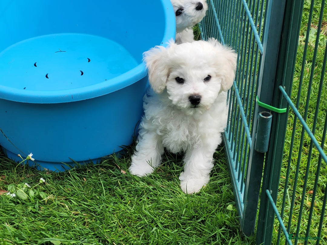 Bichon Frisé honden te koop: Puppy Bichon Frisé - Afbeelding 6