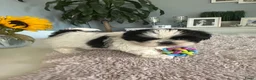 Shih Tzu honden te koop: Shih -Tzu reutje  - Advertentie 5