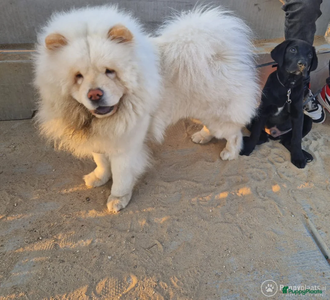 Chow Chow honden ter dekking: Chow Chow dekreu aangeboden in Huizen - Advertentie 2