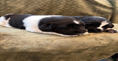 Newfoundlander honden - Advertentie 4