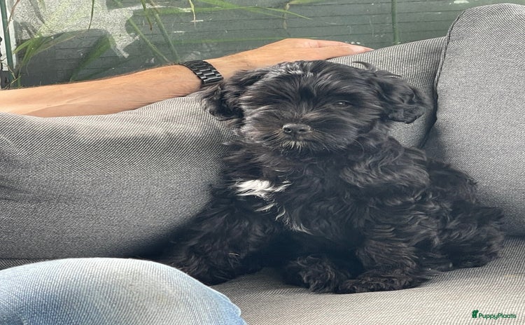 Tibetaanse Terriër honden - Advertentie 3