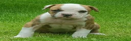 Amerikaanse Bulldog honden te koop: Mooie en gezonde Amerikaanse bulldog pups - Advertentie 3