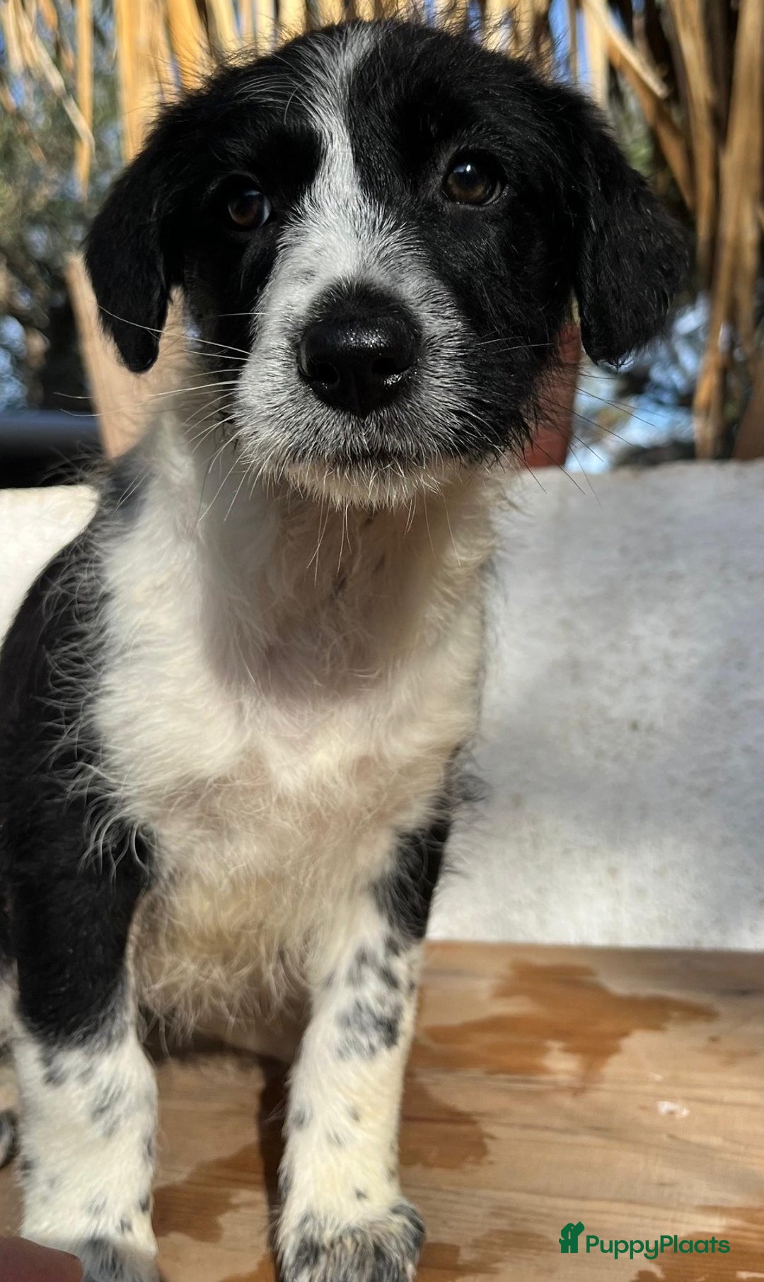 Kruising honden ter adoptie: gingi  waar mag haar mandje komen te staan?  - Advertentie 3