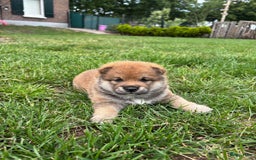 Shiba honden te koop: Shiba Inu pups (nog 1 reutjes beschikbaar) - Afbeelding 7