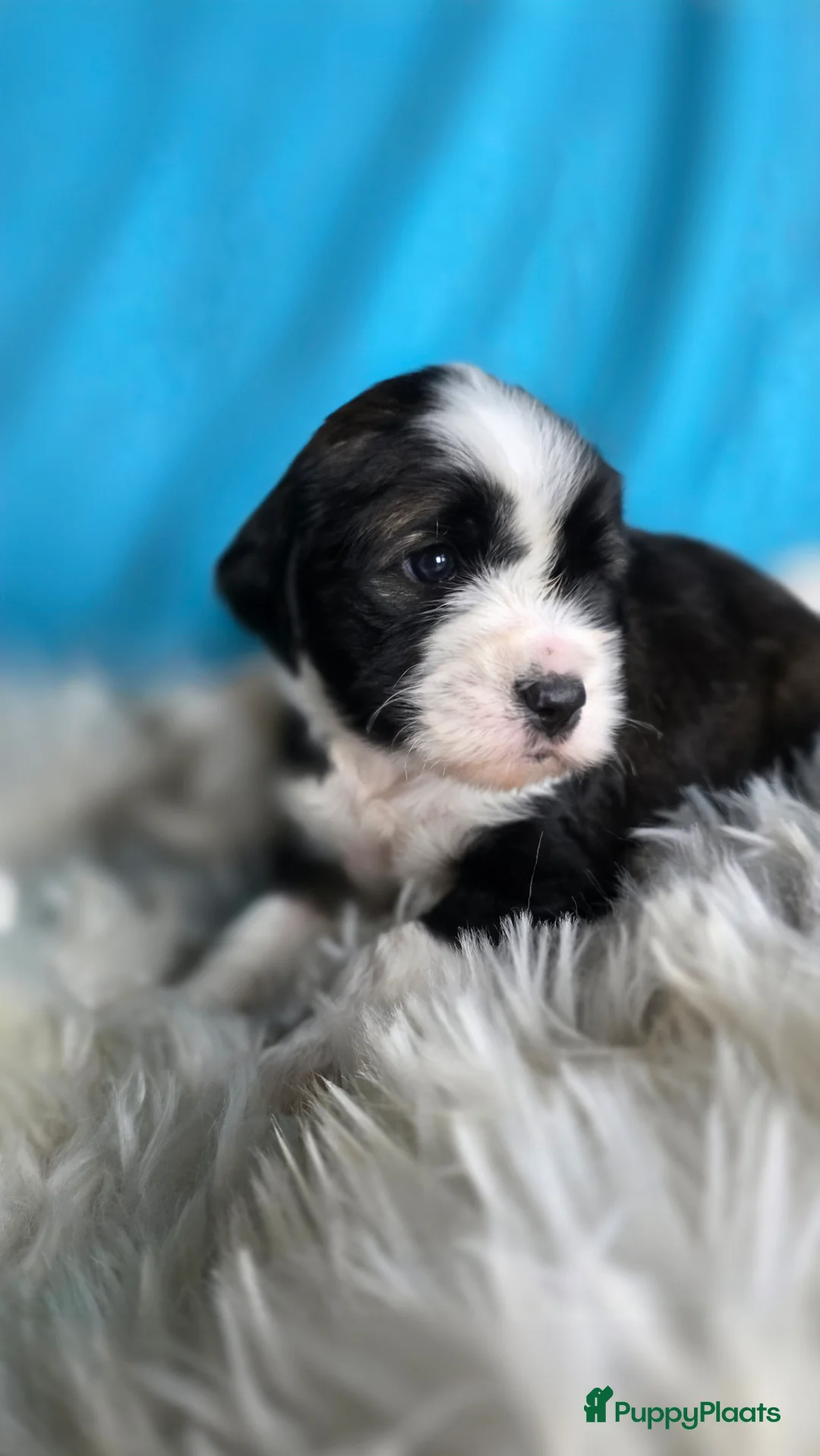 Tibetaanse Terriër honden te koop: Tibetaanse terrier pups FCI stamboom.  - Advertentie 6