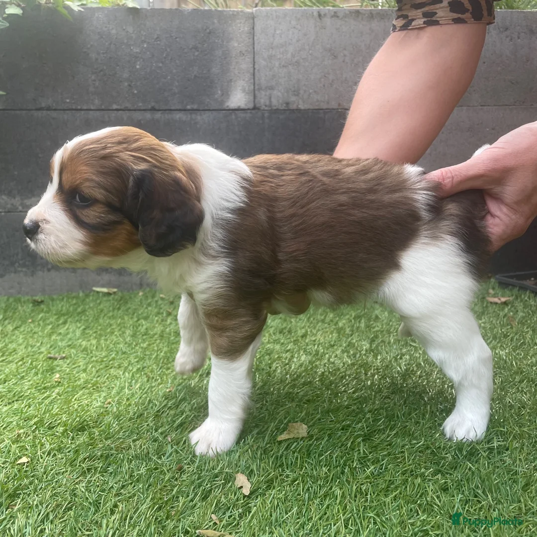 Kooikerhondje honden te koop: Kooiker pups Kooikerhondje  - Advertentie 2