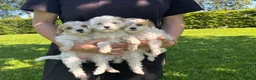 Kruising honden te koop: Labradoodle pups mini - Advertentie 7