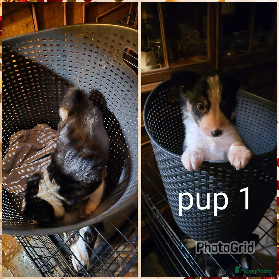 Border Collie honden te koop: Te koop 3 kleur pups uit werklijn - Advertentie 15