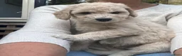 Labradoodle honden te koop: Labradoodle / 'Dubbel Doodle' pups geboren! - Advertentie 3