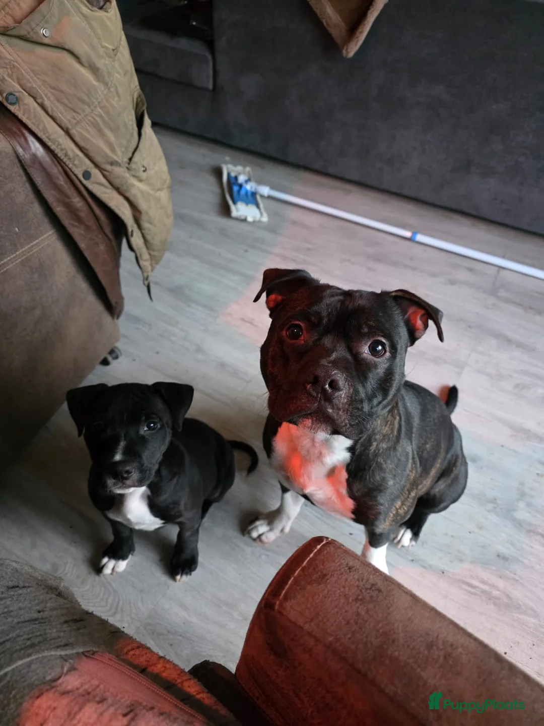 Engelse Stafford honden te koop: Te te koop: 3 prachtige Engelse Stafford pups 🐾 - Advertentie 11