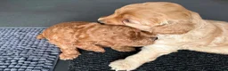Cockapoo honden te koop: Dwerg poedel x Cockapoo - Advertentie 5
