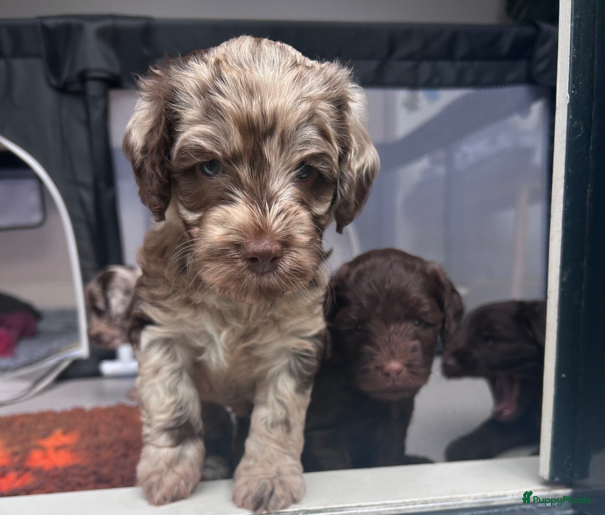 Labradoodle honden Prachtige Labradoodle pups – Choco Merle & Choco  - Advertentie 1