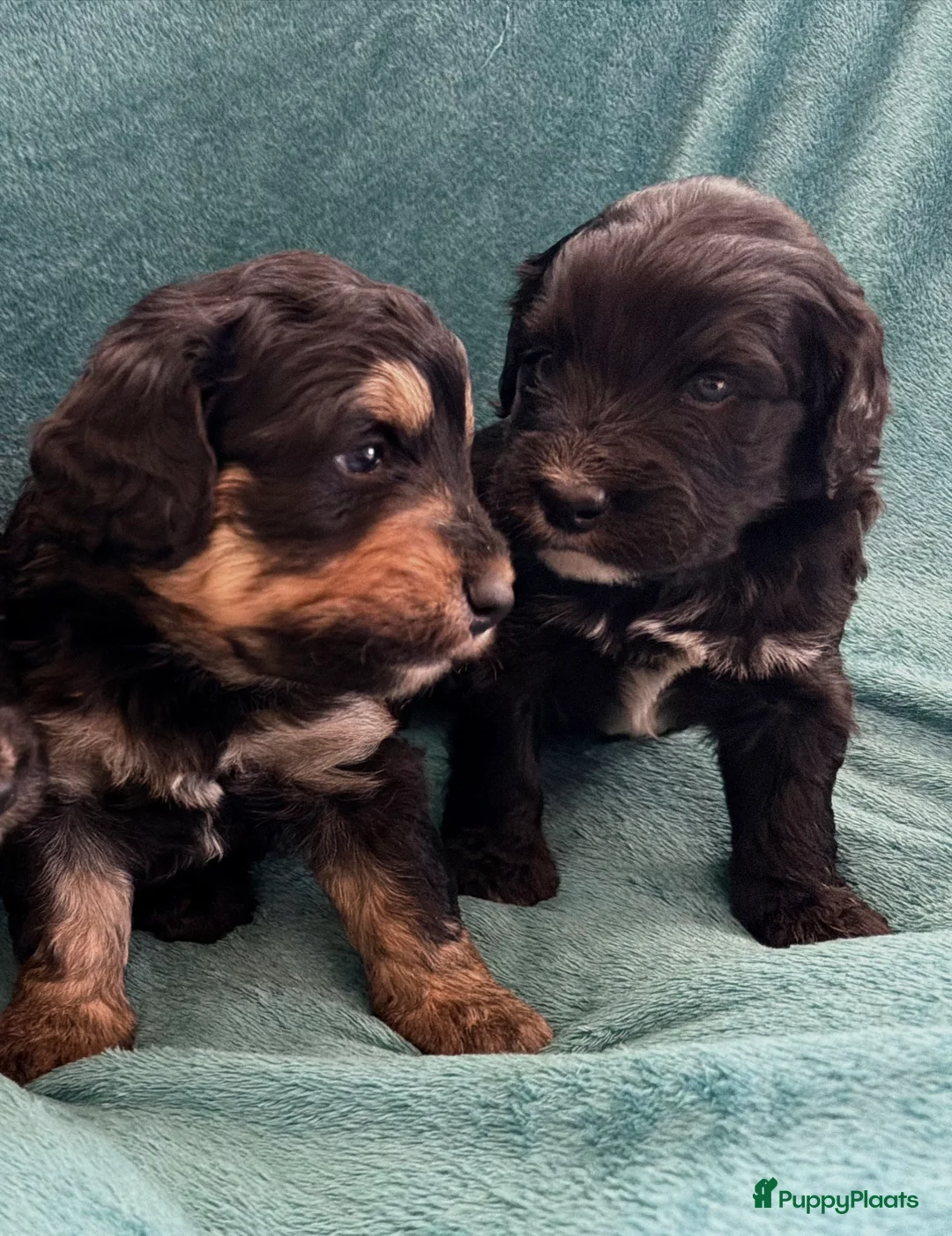 Bernedoodle honden te koop: Mini Bernedoodle pups te koop - Advertentie 6
