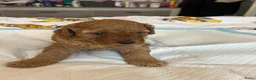 Poedel honden te koop: Mini poedel - Advertentie 4