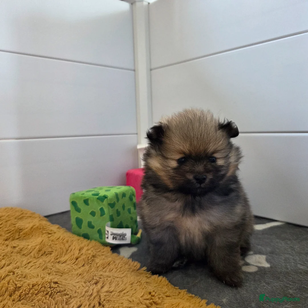 Pomeriaan honden te koop: Pomeriaan pups in Alphen - Advertentie 7