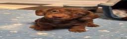 Poedel Toy honden te koop: Kaninchen Teckel - Advertentie 2