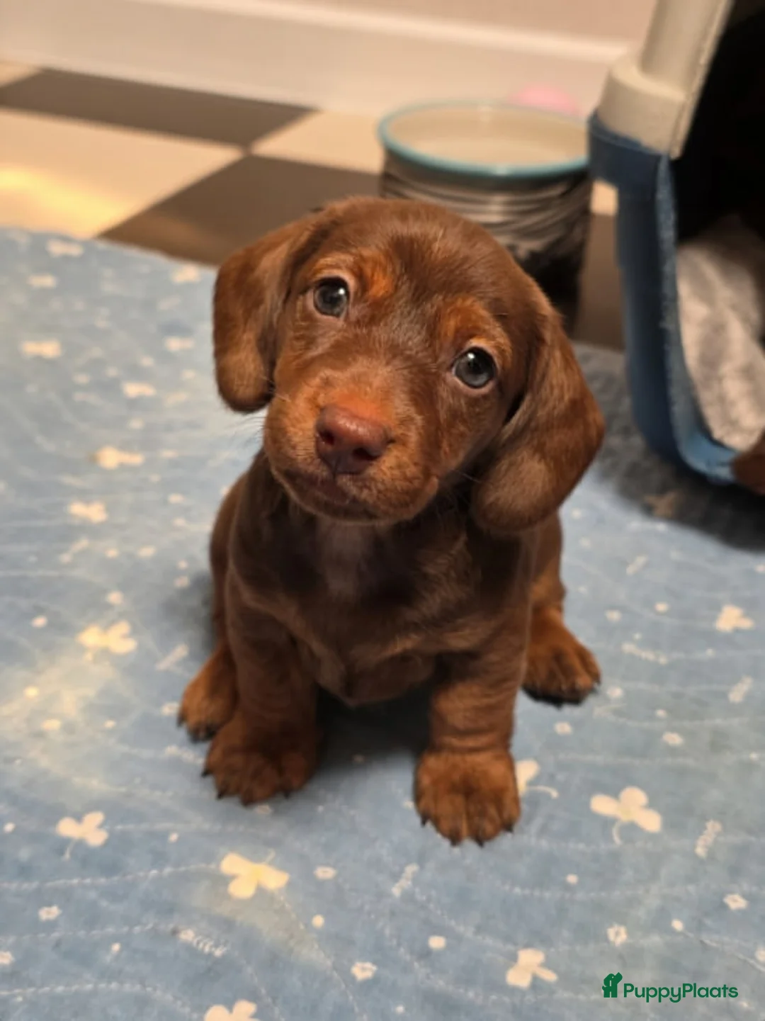 Poedel Toy honden te koop: Kaninchen Teckel - Advertentie 2