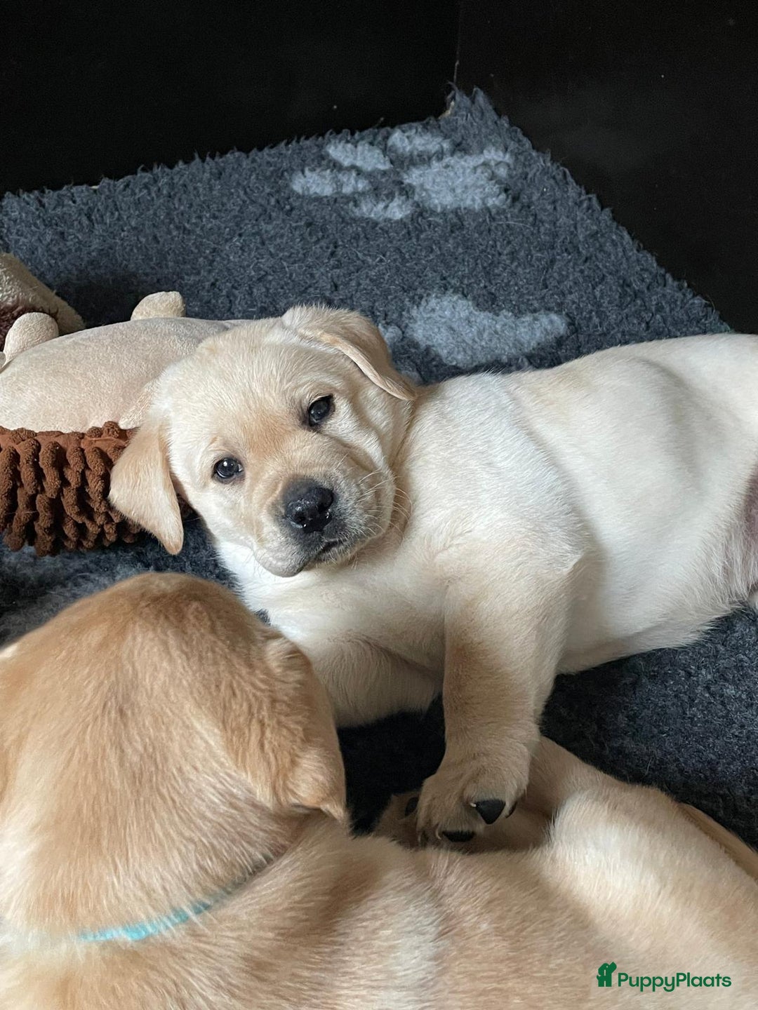 Labrador Retriever honden te koop: Mooie labrador pups - Advertentie 2