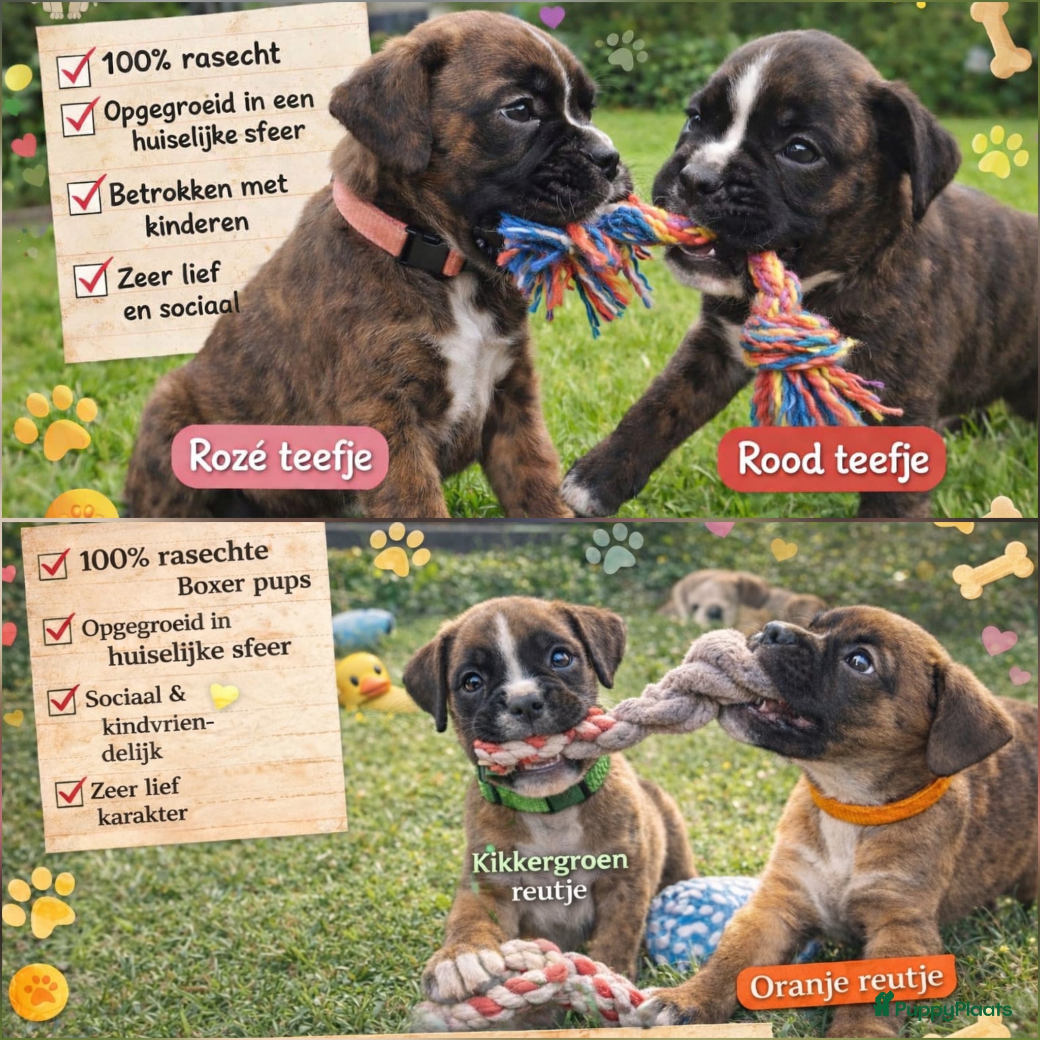 Boxer honden Lieve Rasechte Boxer Pups 🐾 2 teefjes/2 reutjes - Advertentie 1