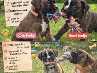 Boxer honden Lieve Rasechte Boxer Pups 🐾 2 teefjes/2 reutjes - Advertentie 3
