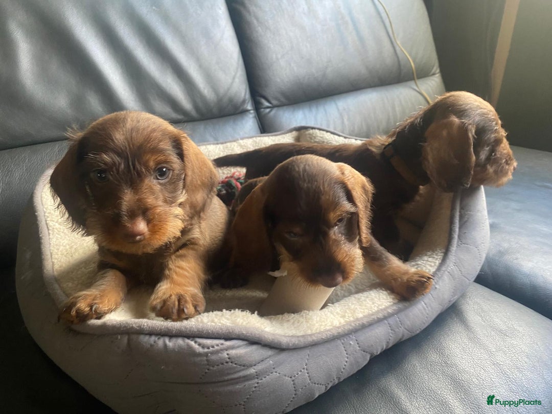 Ruwhaar Teckel honden ter dekking: Dekreu ruwharige dwergteckel chocotan - Advertentie 4