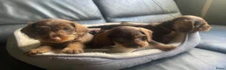 Ruwhaar Teckel honden ter dekking: Dekreu ruwharige dwergteckel chocotan - Advertentie 4