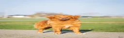 Kruising honden te koop: Gesocialiseerde Australian Shepherd x Toller pups - Advertentie 10