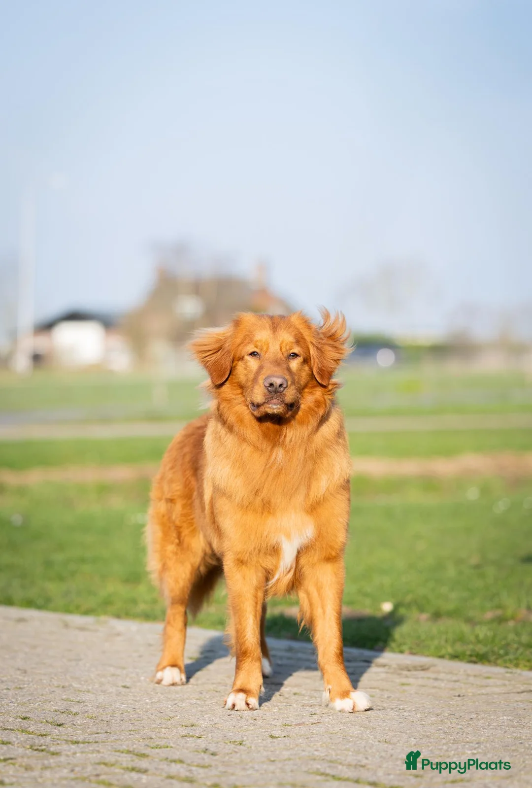 Kruising honden te koop: Gesocialiseerde Australian Shepherd x Toller pups - Advertentie 10