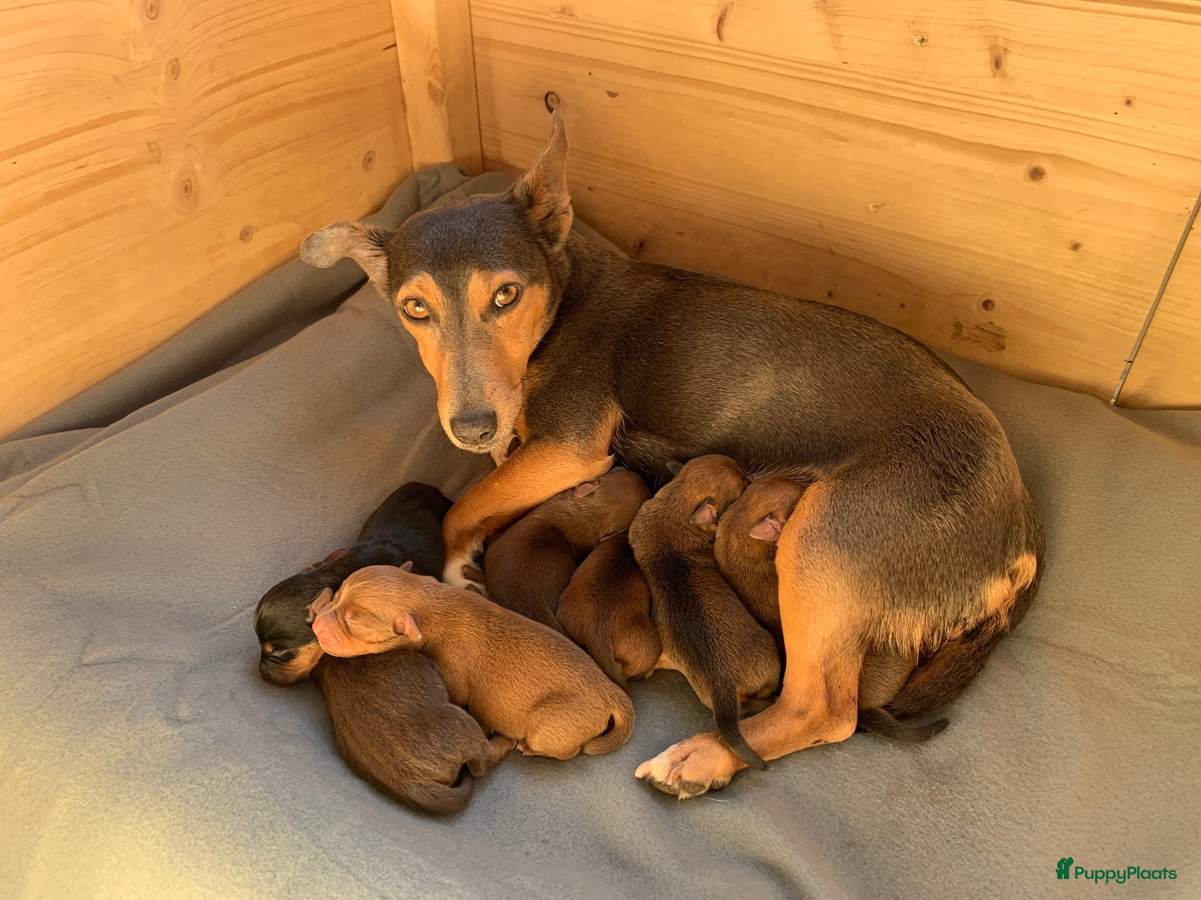 Jack Russel Terriër honden Stoere Jack Russel pups beschikbaar - Advertentie 2